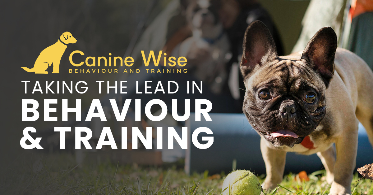 Dog training discount balmain